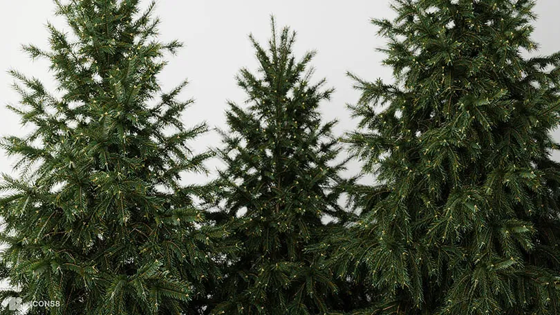 Christmas trees photo